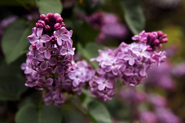 Vista Cerca Hermosa Rama Color Lila Flor Con Pequeñas Flores Imágenes de stock libres de derechos