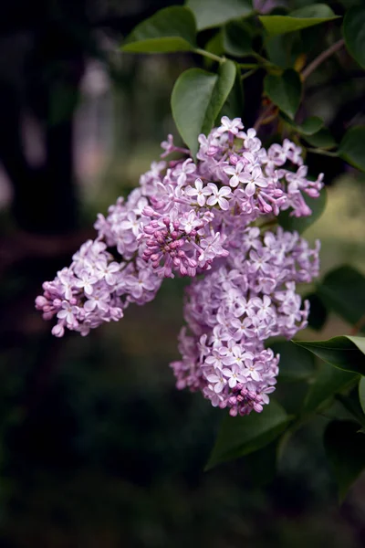 Zblízka Pohled Krásnou Kvetoucí Šeříkovou Větev Malými Fialovými Květy Selektivní Stock Fotografie