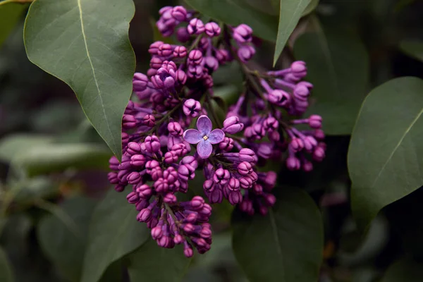 Zblízka Pohled Krásnou Kvetoucí Šeříkovou Větev Malými Fialovými Květy Selektivní Stock Snímky