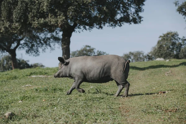 Іберійська свиня працює в природі в зелений луг. — стокове фото