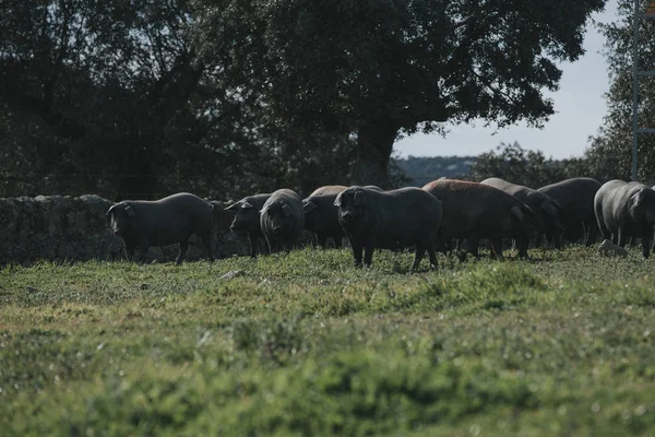 Porcos ibéricos apreciando a natureza em um prado verde . — Fotografia de Stock