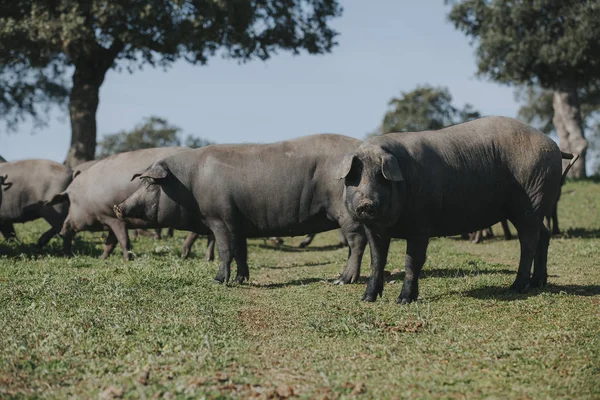 Porcos ibéricos apreciando a natureza em um prado verde . — Fotografia de Stock