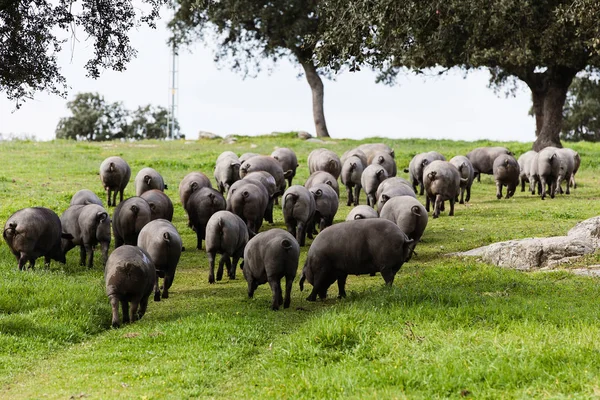 Rebanho ibérico de suínos pastoreando em um prado verde . — Fotografia de Stock