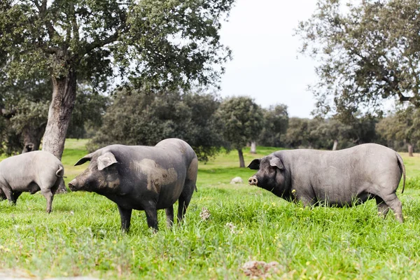 Iberiska grisen besättningen betesgång på en grön äng. — Stockfoto