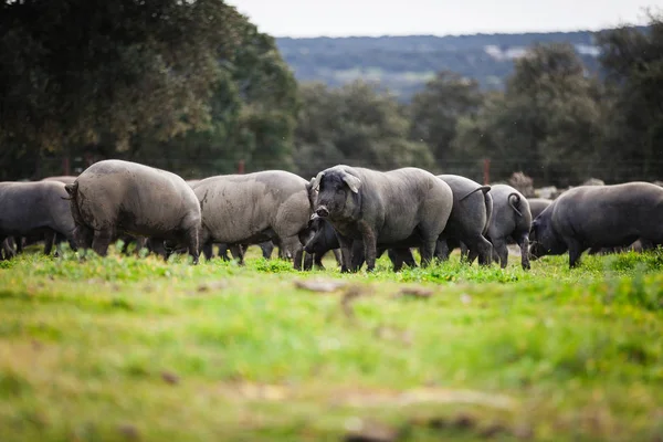 Rebanho ibérico de suínos pastoreando em um prado verde . — Fotografia de Stock