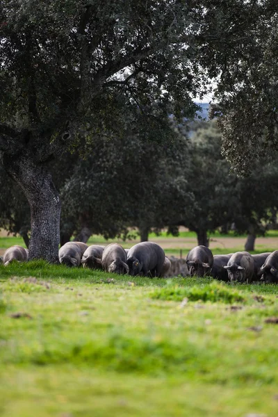 Iberische Schweineherde weidet auf einer grünen Wiese. — Stockfoto