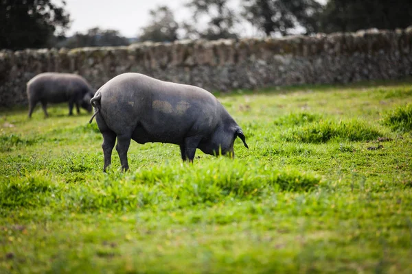 Porco ibérico pastando em um prado verde . — Fotografia de Stock