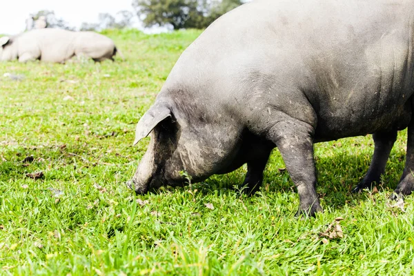 Suini iberici al pascolo in un prato verde . — Foto Stock