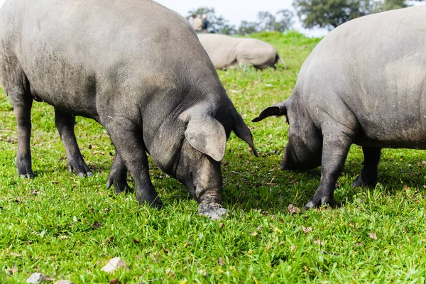 Dois porcos ibéricos pastando em um prado verde . — Fotografia de Stock