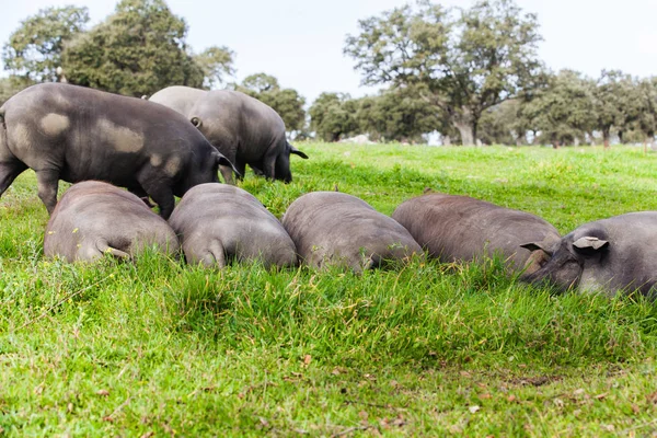 Iberian pig herd sleeping in a green meadow. — Stock Photo, Image