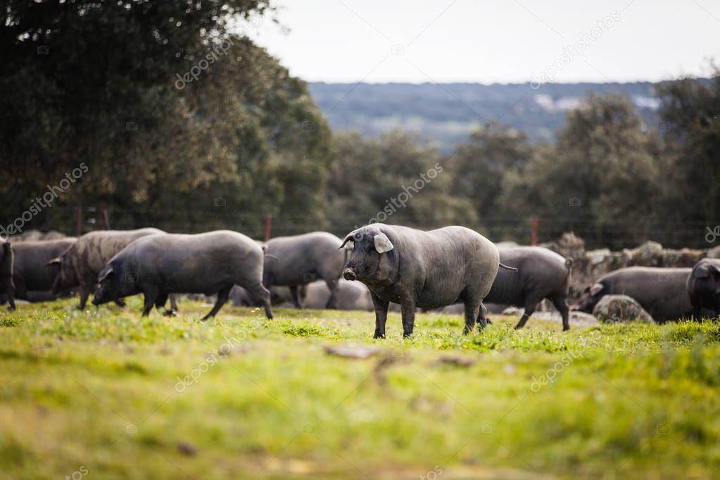 Group of Iberian pigs in a green meadow.