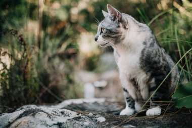 Kedi bir bahçe ortasında bitkiler arasında.