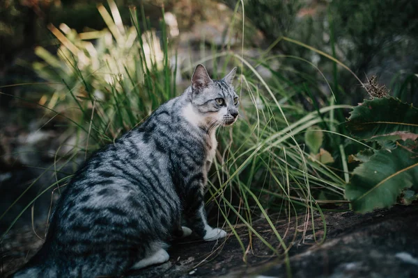 Kedi bir bahçe bitkiler arasında. — Stok fotoğraf