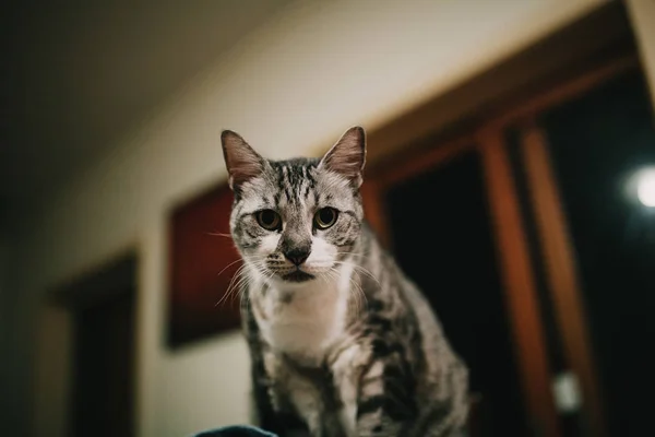 Ev iç kedi portre. Kameraya bakarak. — Stok fotoğraf