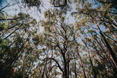 Avustralya okaliptüs Ormanı'nın düşük açılı görünüş.