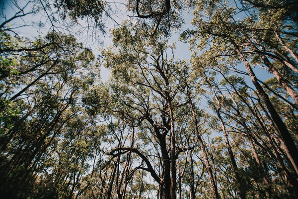 Low angle view of Australian eucalyptus forest.