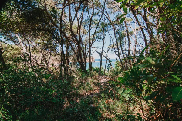 Vista da praia através das árvores da floresta . — Fotografia de Stock