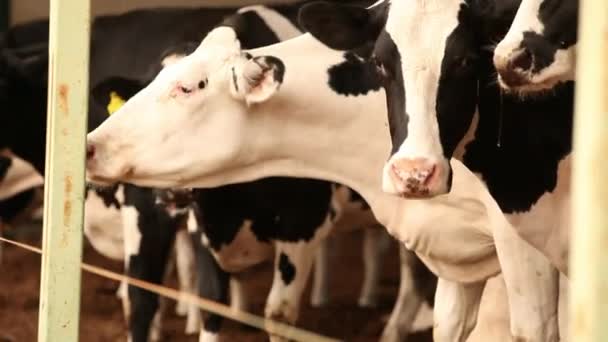 Vacas lecheras esperando ser ordeñadas — Vídeo de stock