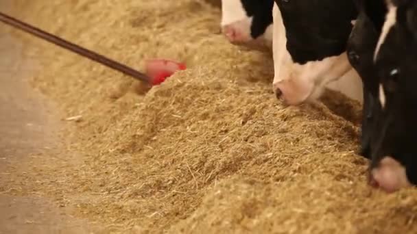 Agricultor empurrando comida para vacas leiteiras em uma fazenda — Vídeo de Stock