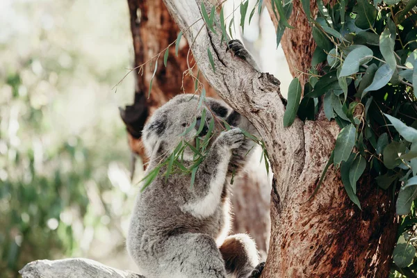 Hermoso koala comiendo hojas de eucalipto en un árbol . —  Fotos de Stock