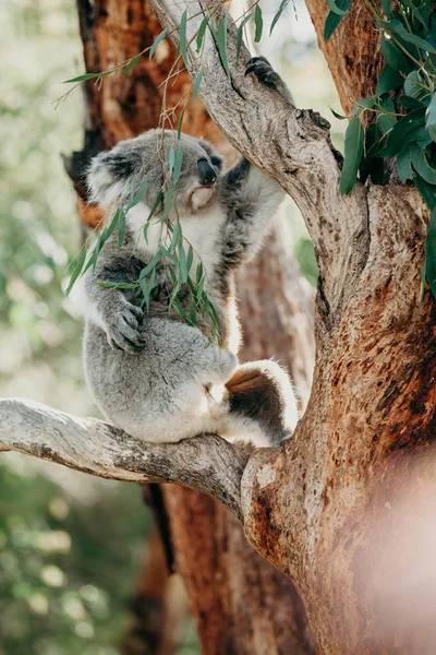 Koala klettert auf einen Eukalyptusbaum. — Stockfoto
