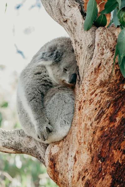 Lindo koala durmiendo en una rama de eucalipto — Foto de Stock