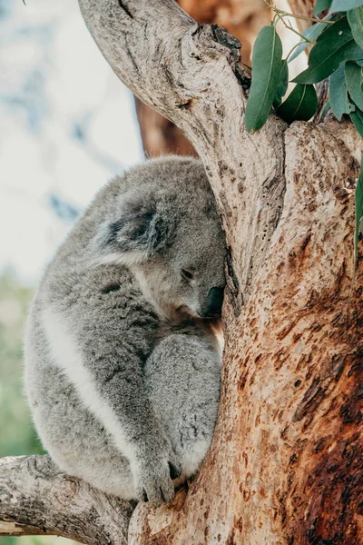 Lindo koala durmiendo en una rama de eucalipto — Foto de Stock