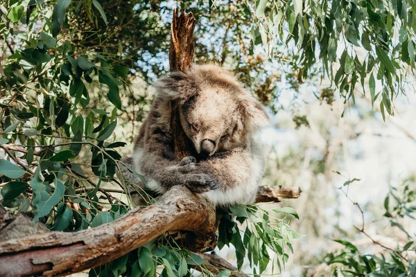 Koala australiano durmiendo mientras agarra una rama de eucalipto . —  Fotos de Stock