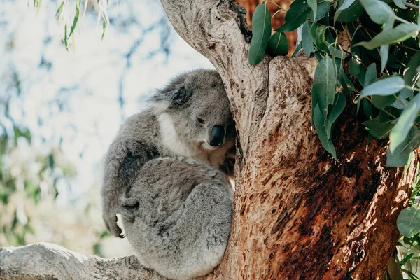 Niedlicher Koala schläft in einem Eukalyptuszweig — Stockfoto