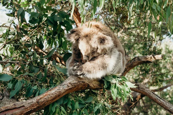 Koala australiano durmiendo mientras agarra una rama de eucalipto . —  Fotos de Stock