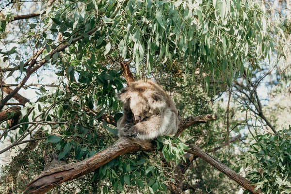 Koala australiano che dorme mentre afferra un ramo di eucalipto . — Foto Stock