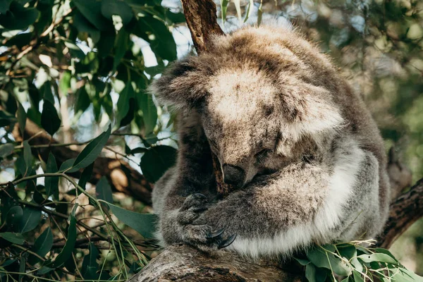 Australischer Koala schläft, während er sich einen Ast aus Eukalyptusbäumen schnappt. — Stockfoto