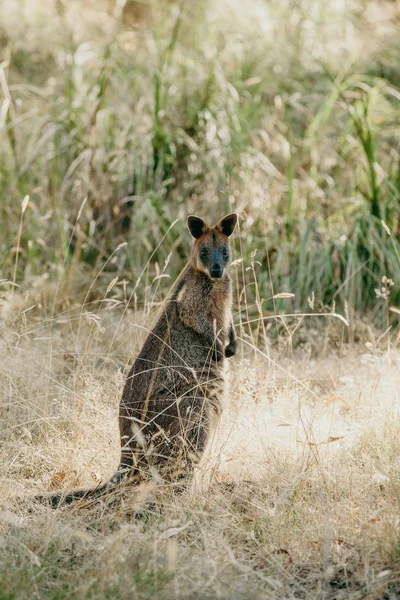 Wallaby (Makropodidae macropus)) — Stockfoto