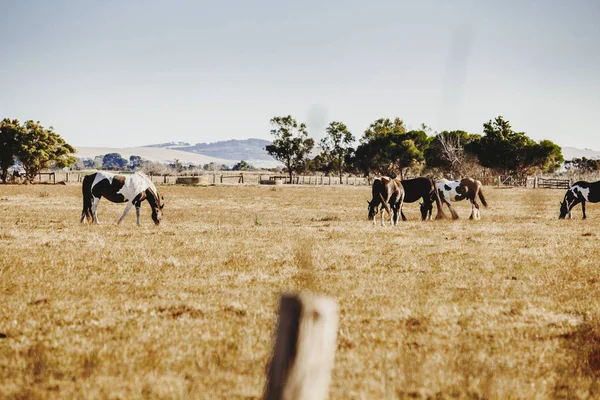 Hästar som bete i en golden valley. — Stockfoto