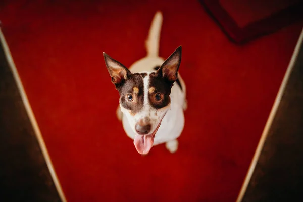 Smiling wine cellar dog looking at camera. Top view. Stock Picture