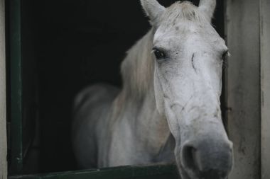 White horse portre karşısında istikrarlı bir yara izi ile