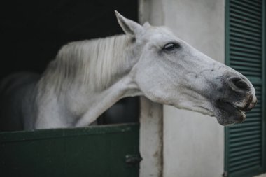 Beyaz at istikrarlı do kafana gösterilen istikrarlı