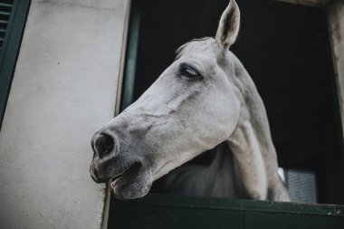 White horse tarafına istikrarlı pencereden bakıyor