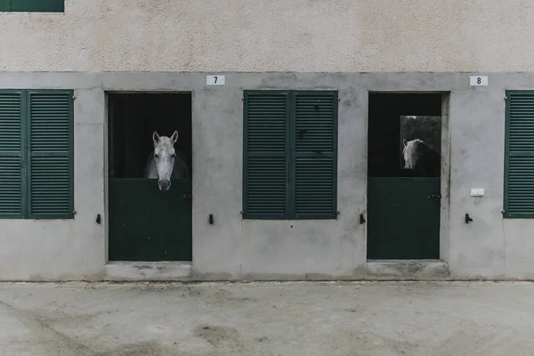 Vita hästen visar huvudet genom en stabil dörr. — Stockfoto