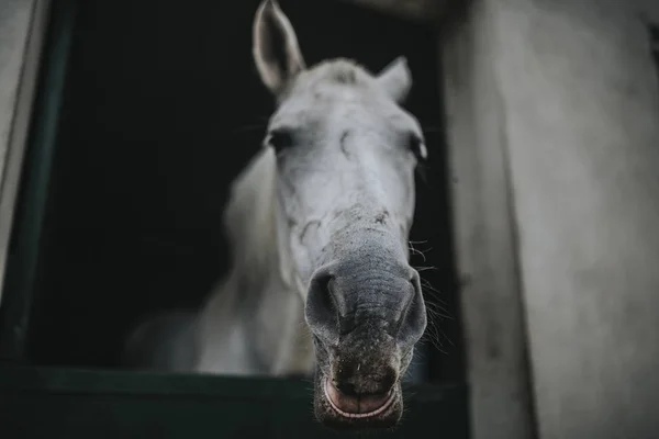 Porträt eines weißen Pferdes, das den Kopf durch die Stalltür zeigt — Stockfoto