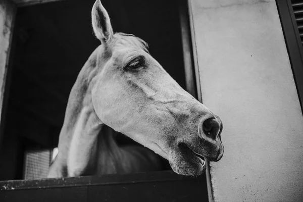 Black and white portrait of white horse showing the face through stable door — Stock Photo, Image