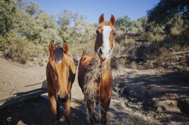 Komik fotoğraf makinesi vasıl bakarken çim yeme iki güzel at portresi.