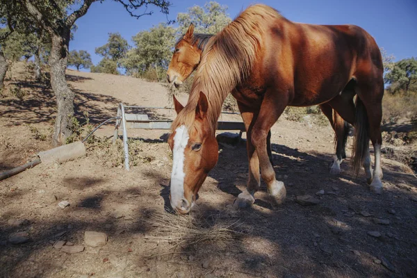 Två bruna hästar äter gräs i naturen. — Stockfoto