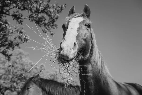 Black and white portrait of cute horse eating grass. Close up. — Stock Photo, Image