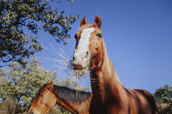 Close up portrait of cute brown horse eating grass with blue sky in the background — Stock Photo, Image