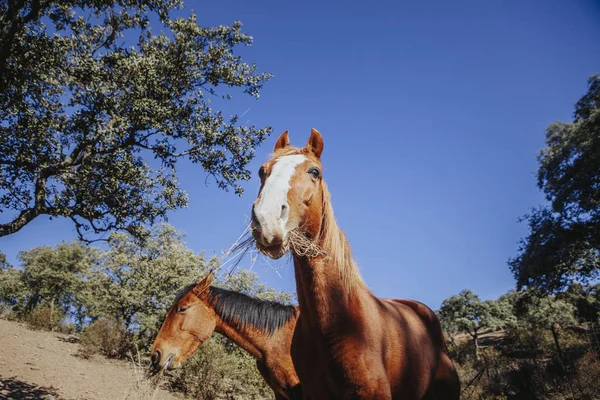 Bonito cavalo marrom comendo grama na natureza . — Fotografia de Stock