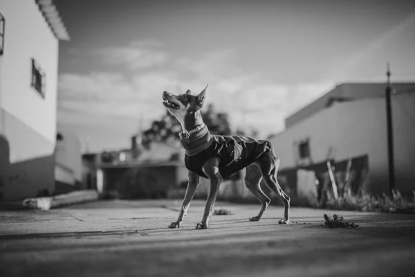 Retrato de perfil del perro Pinscher mirando en la calle. Vintage blanco y negro . — Foto de Stock