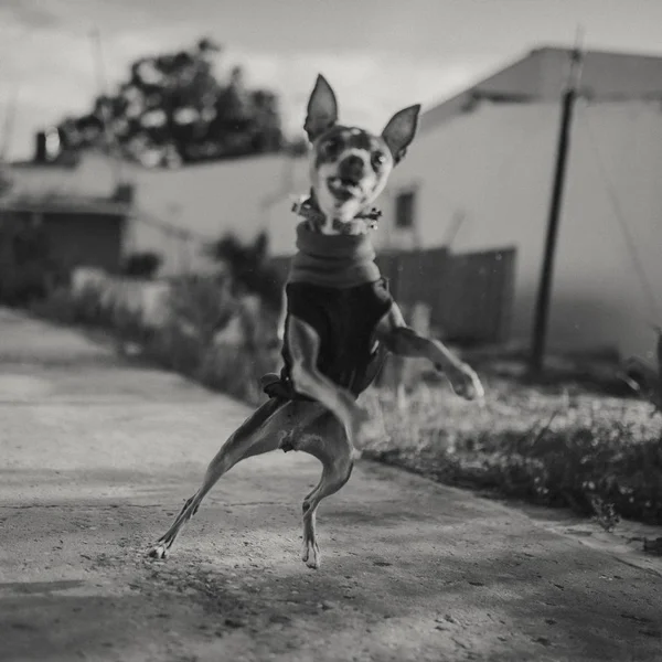 Retrato borroso del perro Pinscher ladrando jugando de forma loca. Vintage blanco y negro . — Foto de Stock