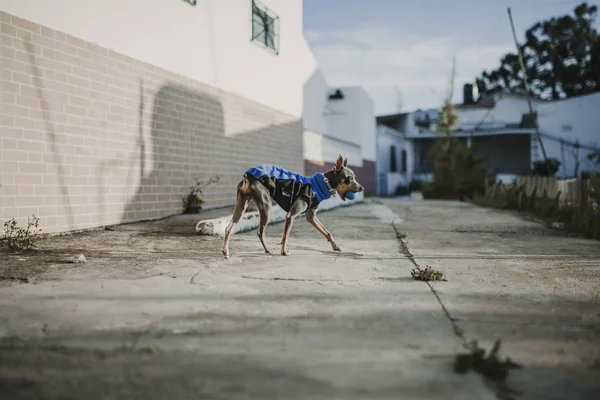 Lindo Perro Pinscher Caminando Con Ropa Una Bola Azul Boca — Foto de Stock