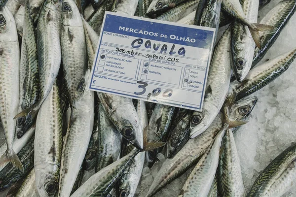 Un montón de peces de caballa en el hielo, con una tabla de precios en lengua portuguesa . —  Fotos de Stock